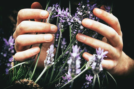 Lavendel-Blüten werden bei BeCOME naturally mit den Händen gehalten.