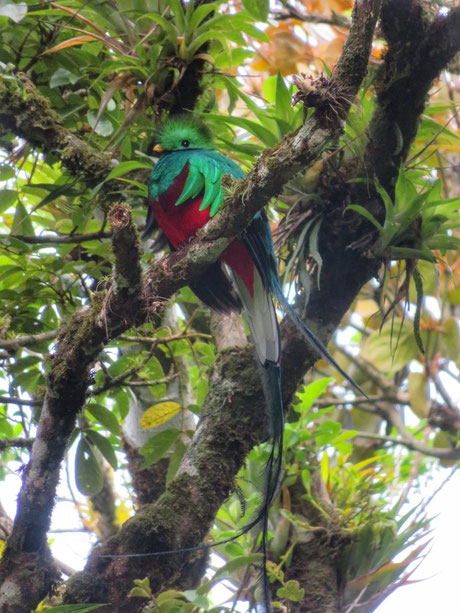 Costa Rica : Quetzal resplendissant à Curi Cancha