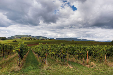 Weingut Mühlhäuser Weinberg Wein Pfälzer Wein Pfalz Herbst Wingert