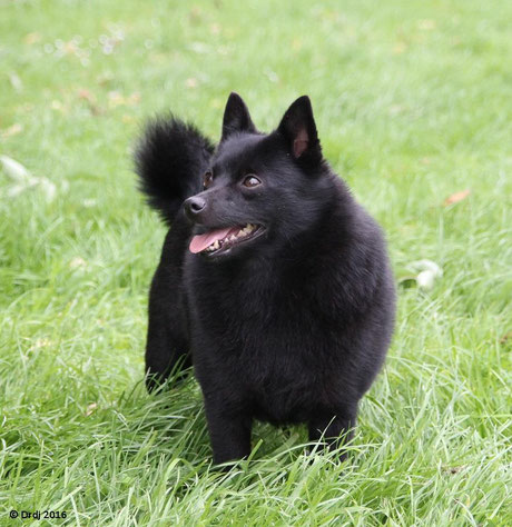 Chipie à 5 ans