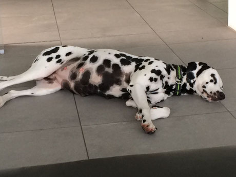 Hella relaxt zu Beginn der 6. Trächtigkeitswoche mit inzwischen unübersehbarem Babybauch....