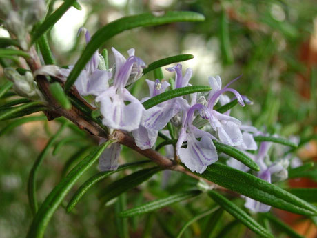 Romarin en fleur.