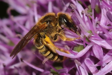 Skabiosen-Furchenbiene Halictus scabiosae Weibchen