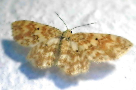 Gelbgestreifter Erlenspanner (Hydrelia flammeolaria)