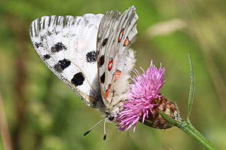 Mosel-Apollo (Parnassius apollo vinningensis)