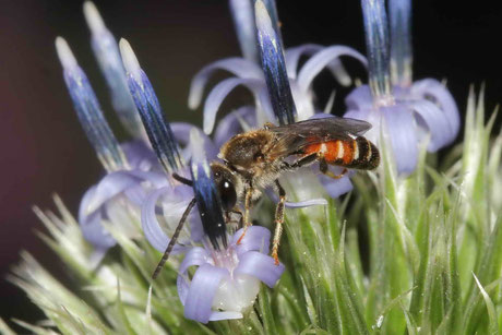 Lasioglossum calceatum Drohn