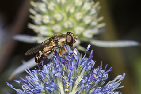 Feld-Schnabelschwebfliege (Rhingia campestris) 