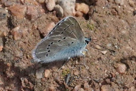 Zwerg Bläuling (Cupido minimus) 