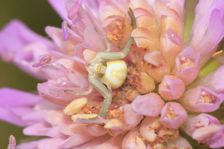 Veränderliche Krabbenspinne (Misumena vatia)