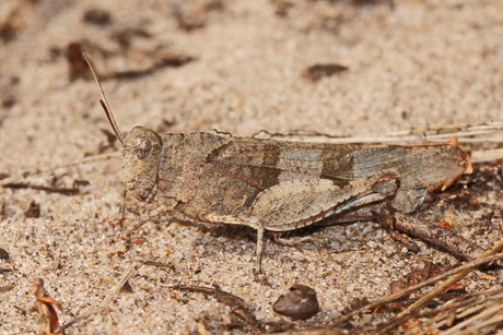 Blauflügelige Ödlandschrecke (Oedipoda caerulescens)