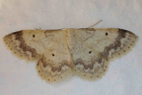 Breitgesäumter Zwergspanner (Idaea biselata)