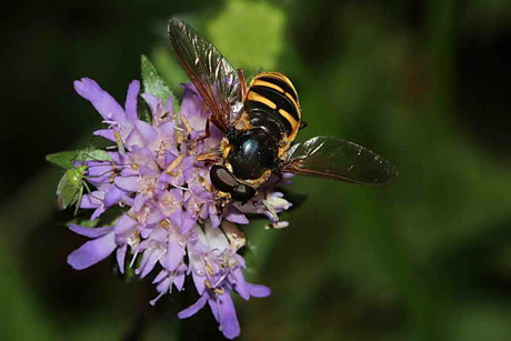 Große Torf-Schwebfliege (Sericomyia silentis)