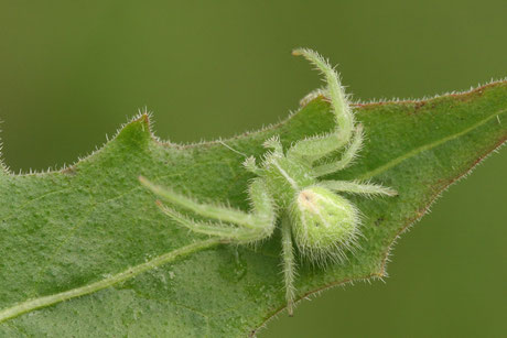 Heriaeus hirtus