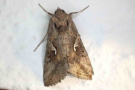 Gammaeule (Autographa gamma)