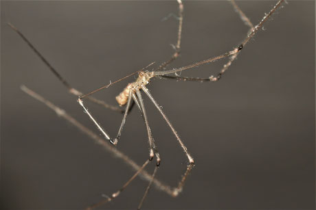 Große Zitterspinne - Pholcus phalangioides