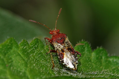 Hellbraune Glasflügelwanze Rhopalus subrufus 