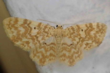 Gelbgestreifter Erlenspanner (Hydrelia flammeolaria)