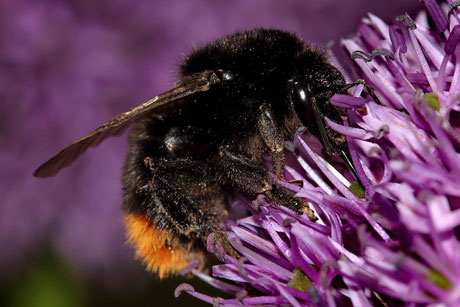 Steinhummel (Bombus lapidarius)