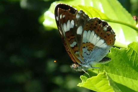 Kleiner Eisvogel (Limenitis Camilla)