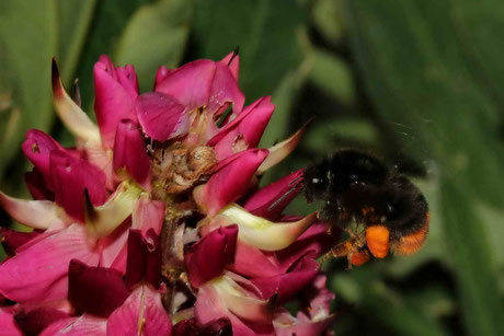 Steinhummel (Bombus lapidarius)