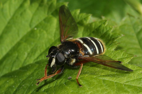 Weißband-Torfschwebfliege Sericomyia lappona