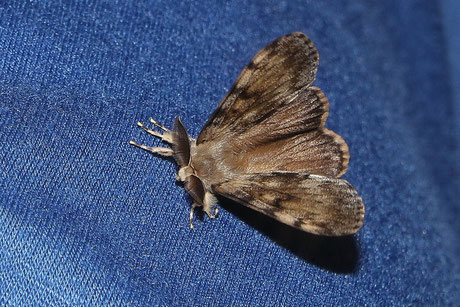 Schwammspinner (Lymantria dispar)