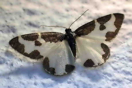 Vogelschmeiß-Spanner (Lomaspilis marginata)