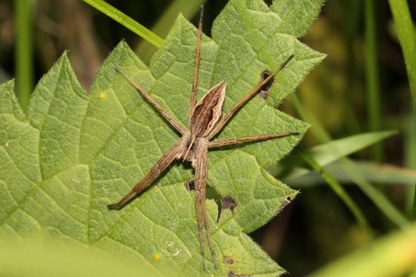 Listspinne (Pisaura mirabilis) 