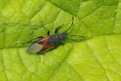 Lindenwanze (Oxycarenus lavaterae 