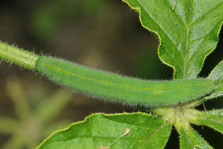 Kleiner Kohlweißling (Pieris rapae) Raupe