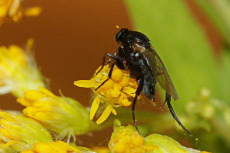 Phoridae (Buckelfliege) spec.