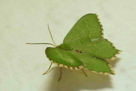 Gebüsch-Grünspanner (Hemithea aestivaria)