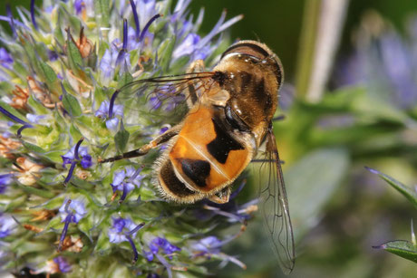 Kleine Keilfleckschwebfliege (Eristalis arbustorum) 