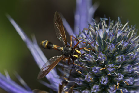 Dunkle Stieldickkopffliege (Physocephala nigra)