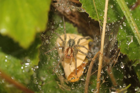 Labyrinthspinne Agelena labyrinthica 