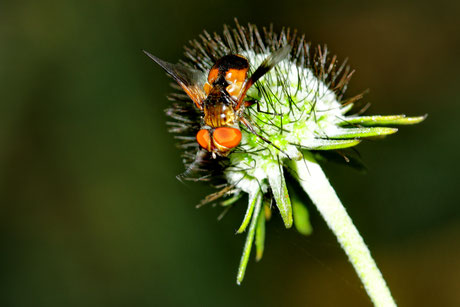  Breitflügelige Raupenfliege (Ectophasia crassipennis)