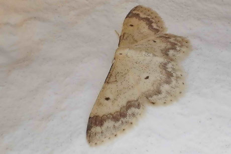 Breitgesäumter Zwergspanner (Idaea biselata)