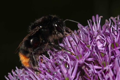 Steinhummel (Bombus lapidarius)