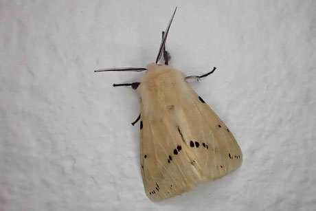 Gelber Fleckleibbär (Spilosoma lutea)