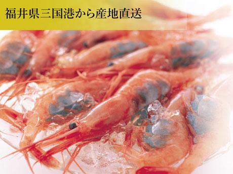 甘海老のネット通販は福井県の真洋水産で