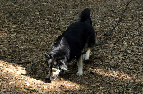 Naida, Mix aus Russland