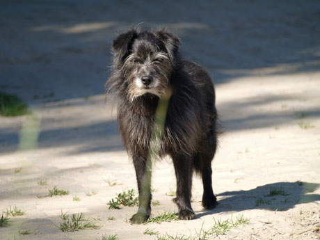 Domo, Affenpinscher-Mix