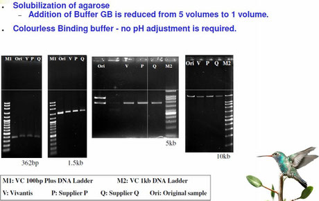 DNA isoaltion from Agarose, Extraktion von DNA aus Agarose