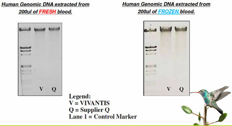 DNA Extraktion aus Blut