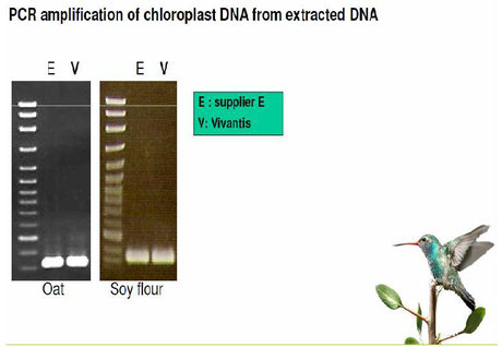 DNA Extraktion aus Lebensmitteln