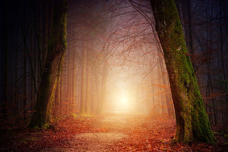 Dunkler Wald mit hellem Licht - Symbol für Hoffnung und Licht in schwierigen Zeiten.