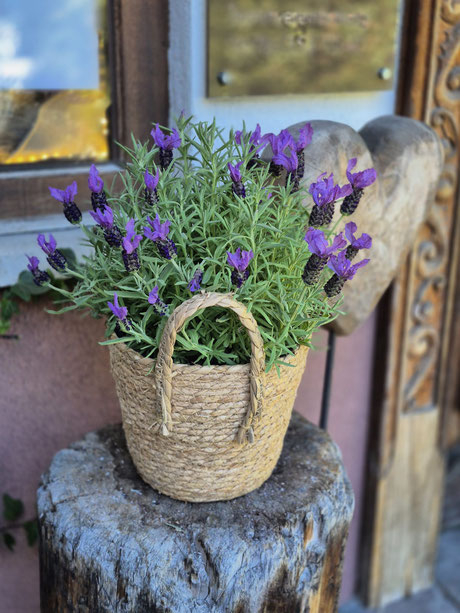 Lavendel am Eingang zum Friseur Pertl in Finkenberg