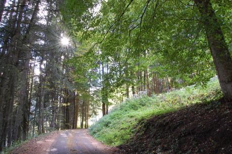 Chemin, Le Renard perché, La Renaud Rautsch, grand gite, Alsace, Haut Rhin, proche de Colmar, Le Bonhomme, 68650, Col des Bagenelles, charme, nature, deconnexion, relaxation, vue, écologie, méditation, éco-lieu, yoga