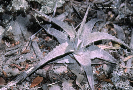Orthophytum toscanoi ssp. atropurpureum