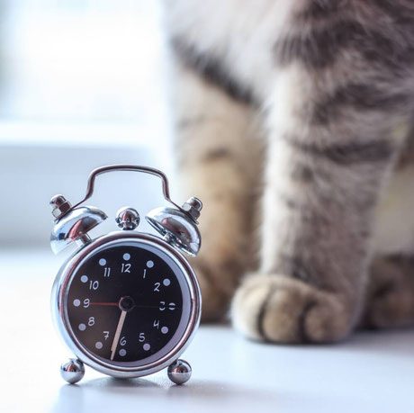 traditional clock with cat paws in the background